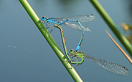 Mating Azure Bluets (Coenagrion puella)